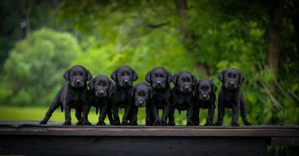 British Labrador Retriever