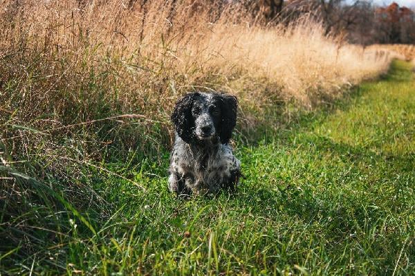 UPLAND/SHED HUNTING FIELD COCKER MALE English Cocker Spaniel