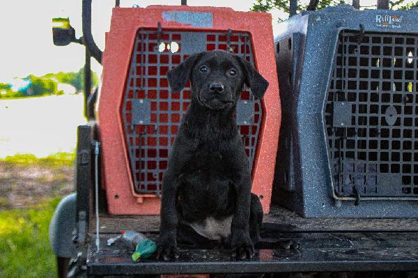 3 MO OLD BRITISH LABRADOR F British Labrador Retriever