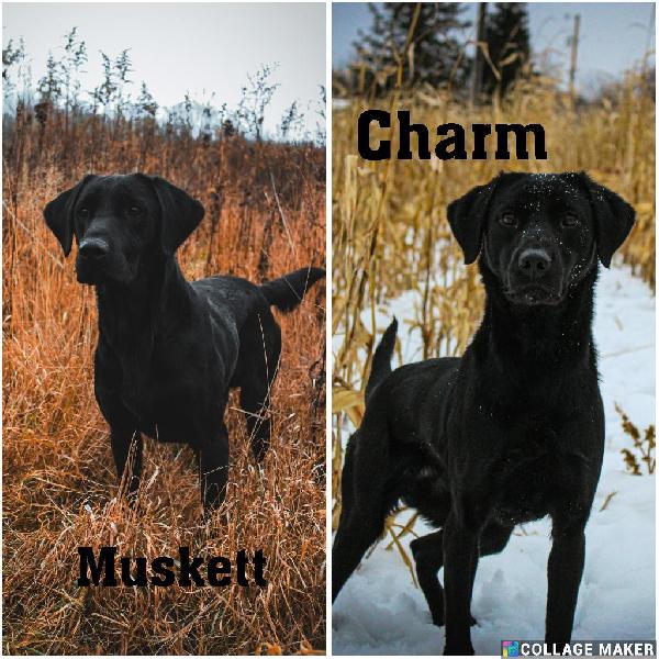 BRITISH LABRADOR PUPPIES (WI) British Labrador Retriever