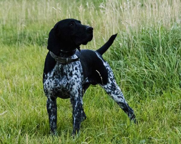 German Shorthaired Pointer Puppies For Sale