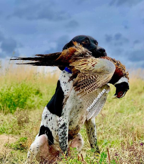 German Shorthaired Pointer