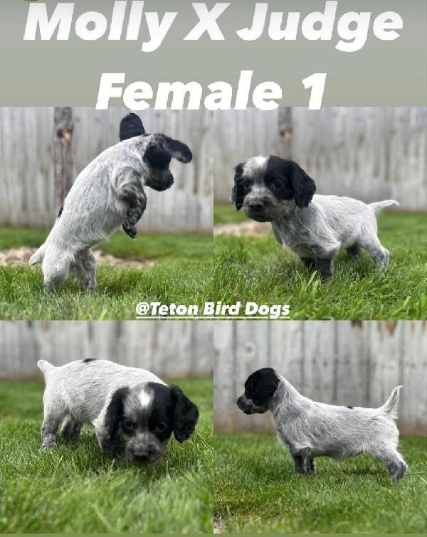 English Cocker Spaniel