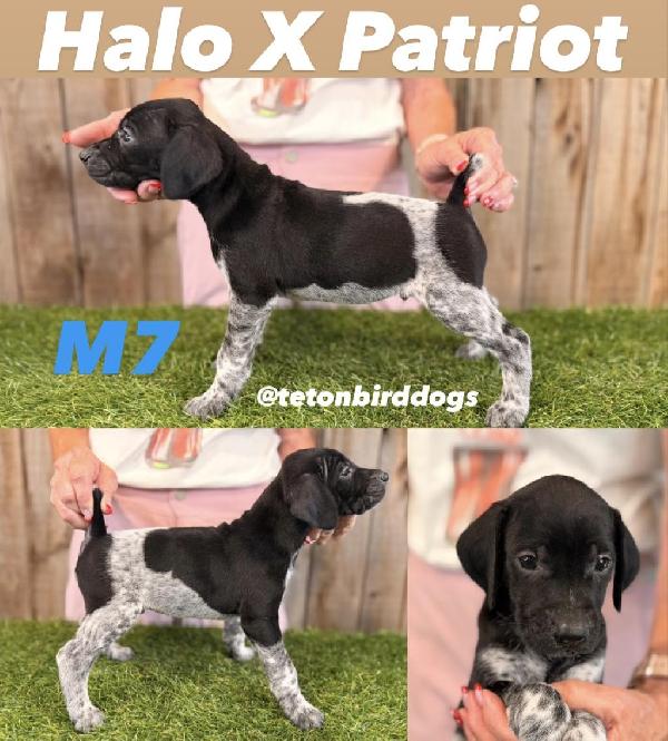German Shorthaired Pointer