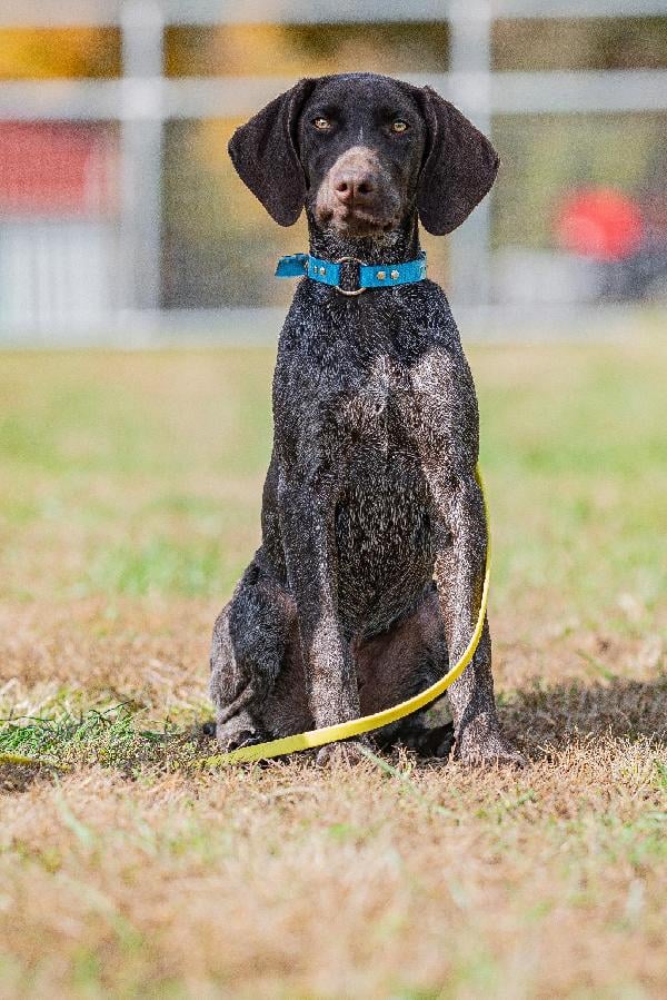 STARTED GSP German Shorthaired Pointer