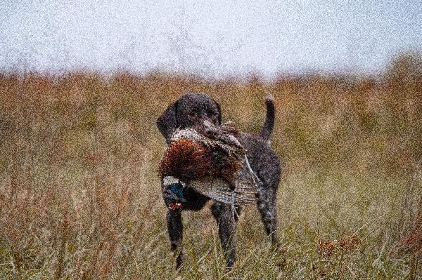 2026 GSP LITTERS German Shorthaired Pointer