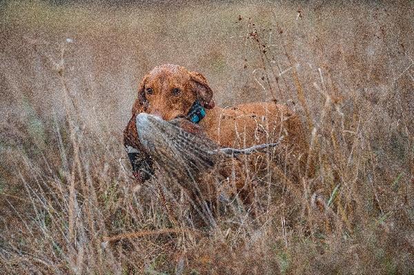 2026 VIZSLA LITTERS Hungarian Vizsla