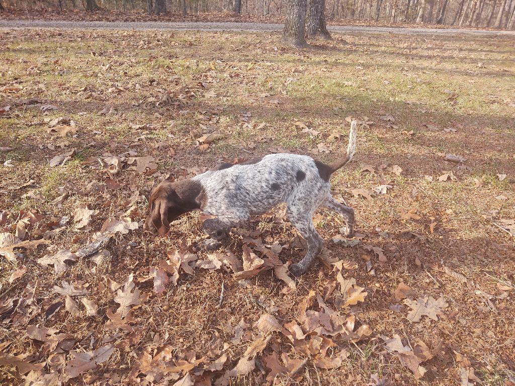 FEMALE GSP PUP