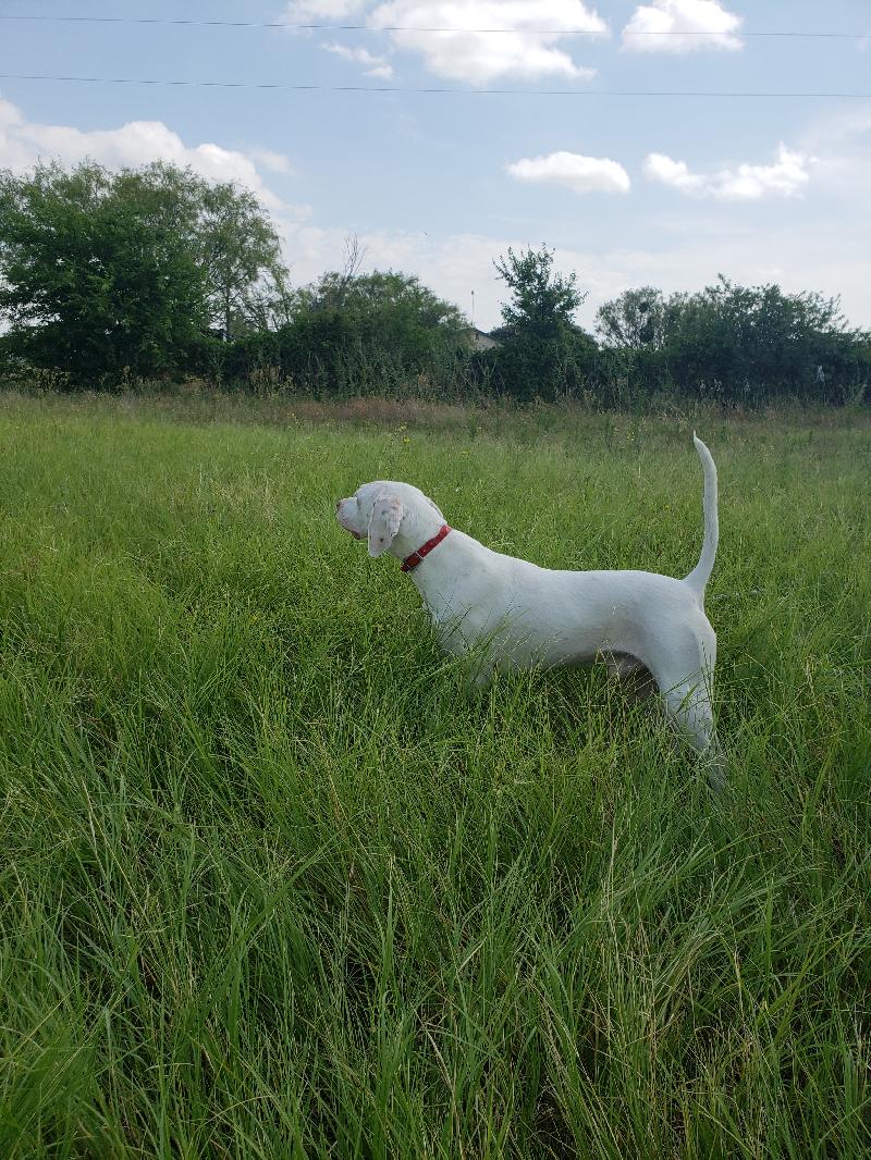 SEVERAL STARTED AND FINISHED BIRDDOGS