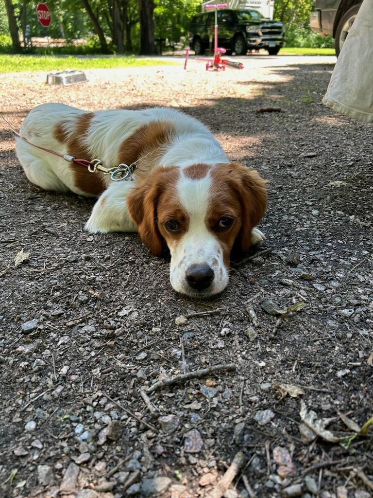 STARTED FRENCH BRITTANY MALE