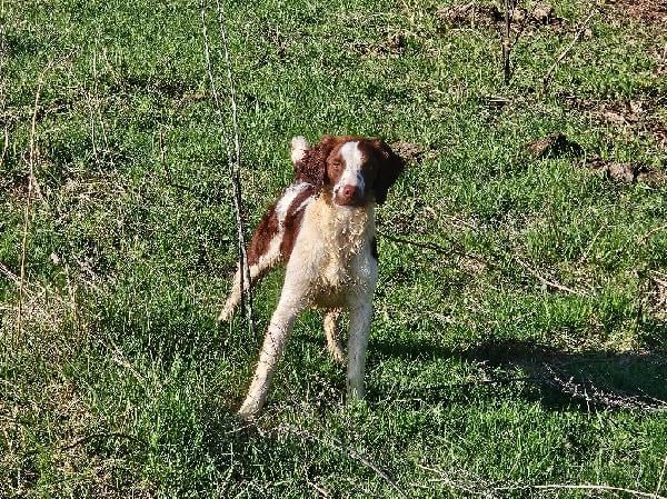 American Brittany