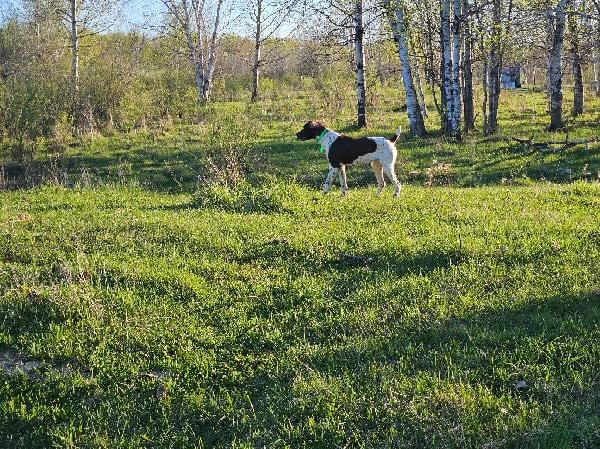 German Shorthaired Pointer
