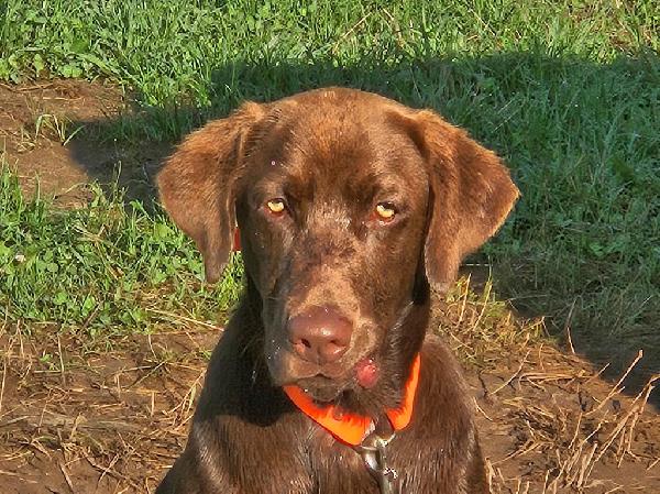 Labrador Retriever