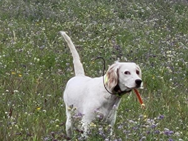 English Setter