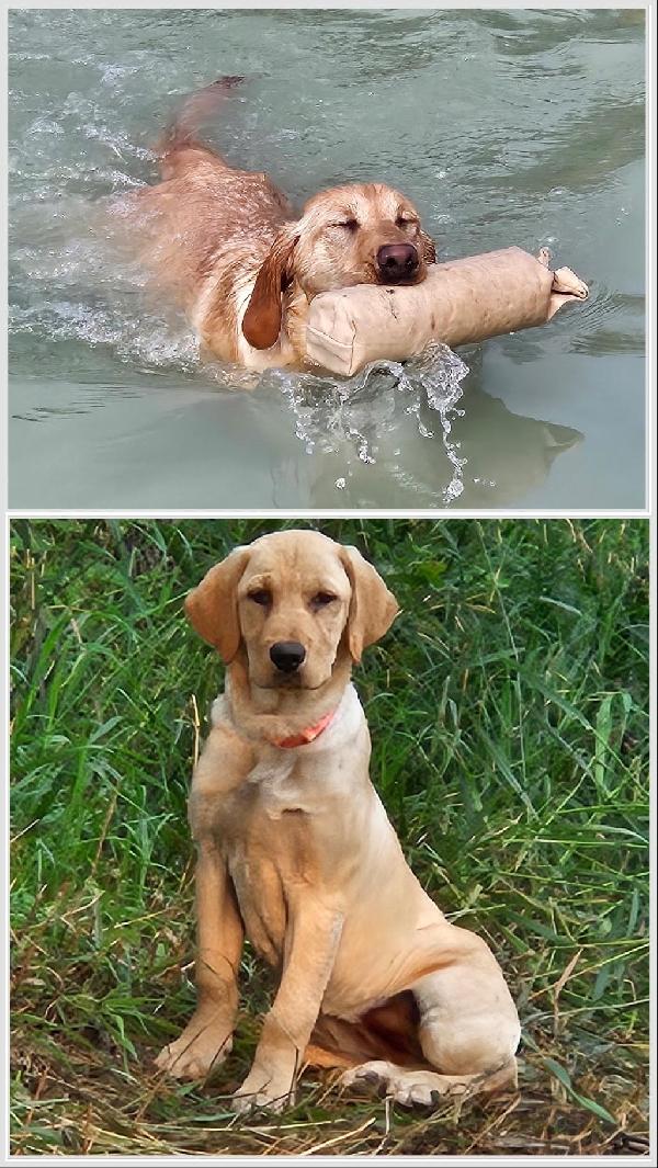 Labrador Retriever