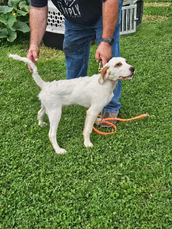 English Setter