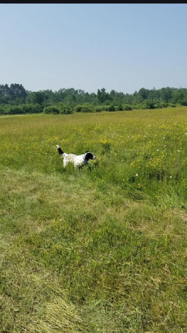 English Setter