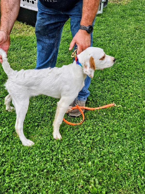 English Setter