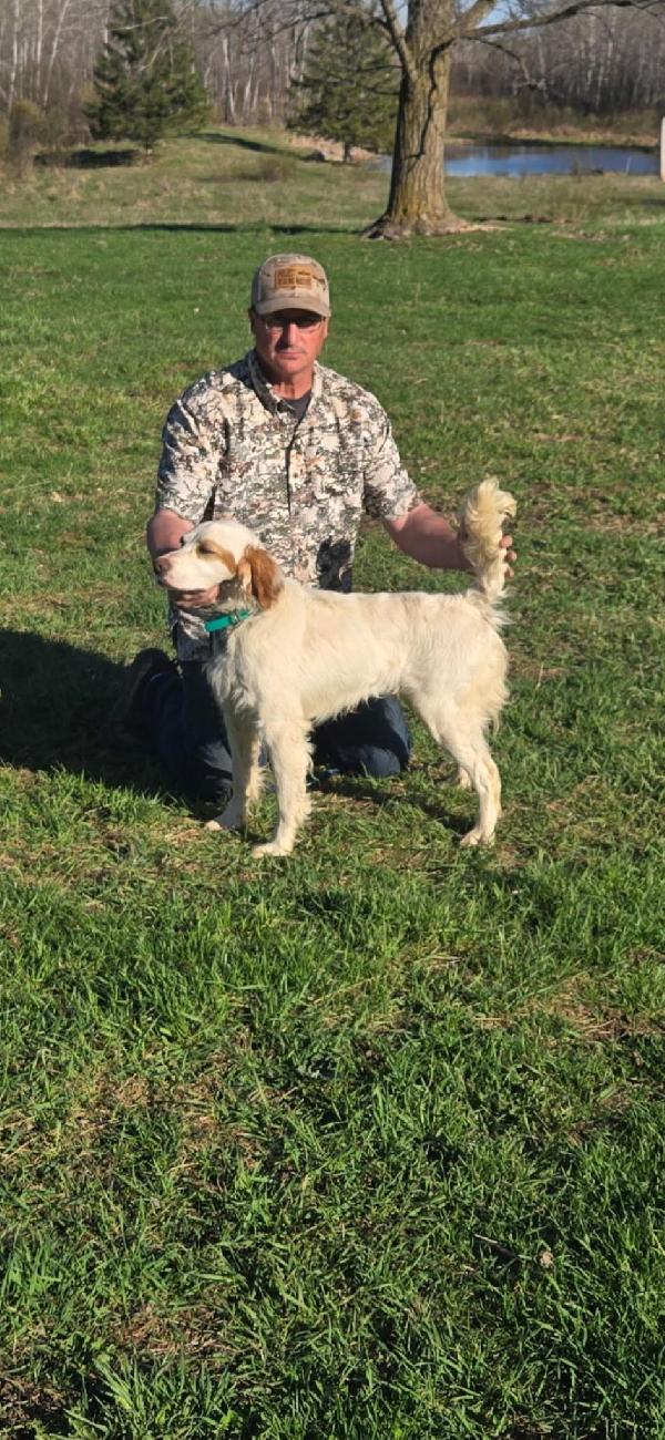 STARTED ENGLISH SETTER English Setter