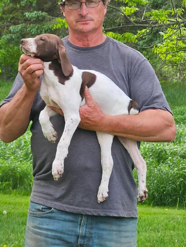 GSP PUPPIES German Shorthaired Pointer