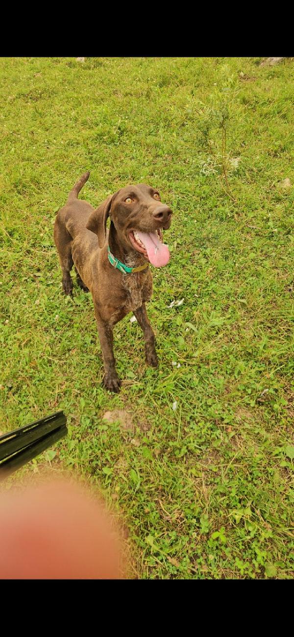 STARTED MALE GSP German Shorthaired Pointer