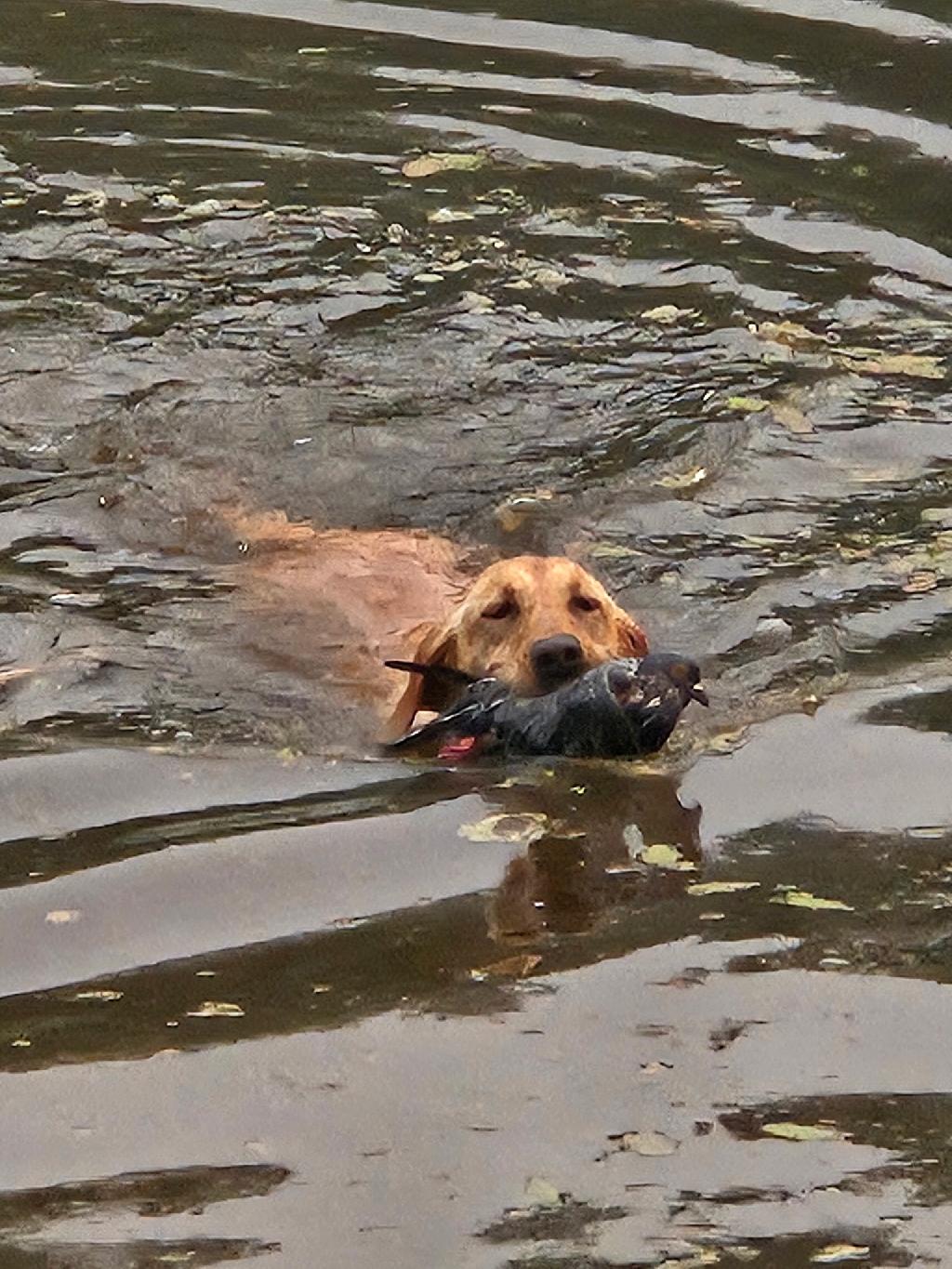 STARTED Labrador Retriever