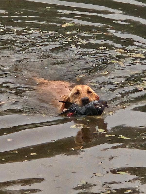 STARTED Labrador Retriever