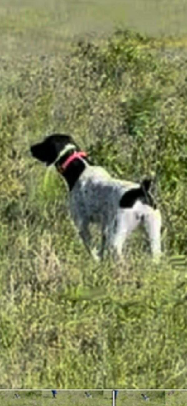 WELL-STARTED GSP FEMALE German Shorthaired Pointer