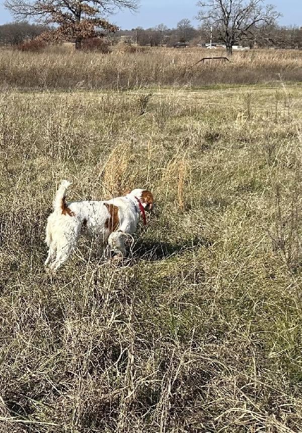 American Brittany