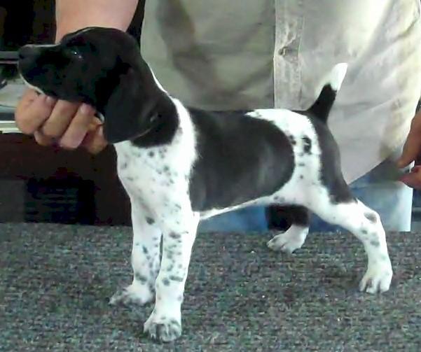 black and white german shorthaired pointer puppies