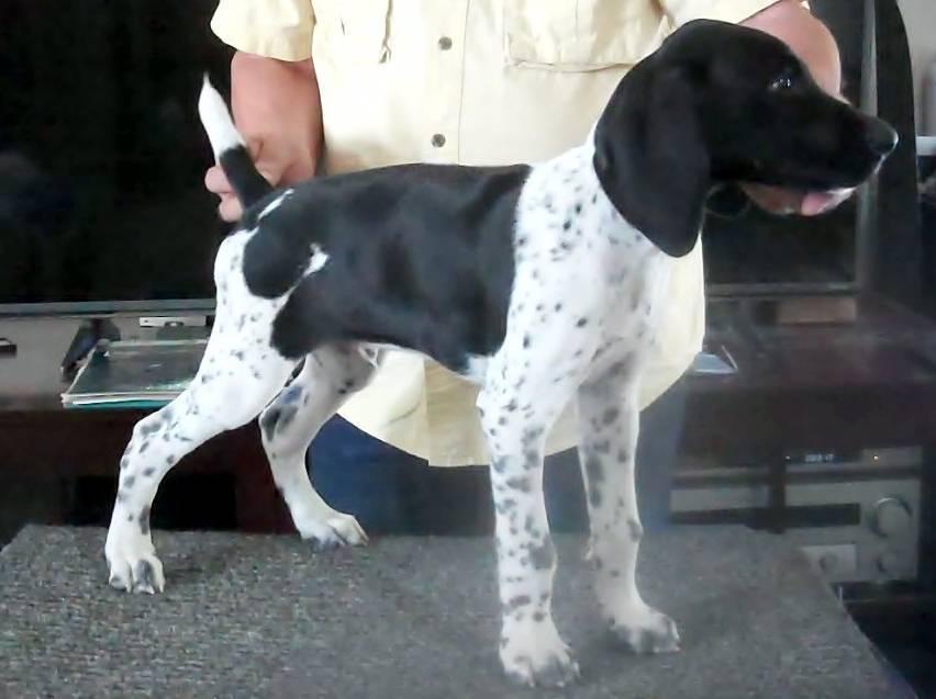 WESTWIND GSPS - SUPERIOR BLACK AND WHITE MALE German Shorthaired Pointer