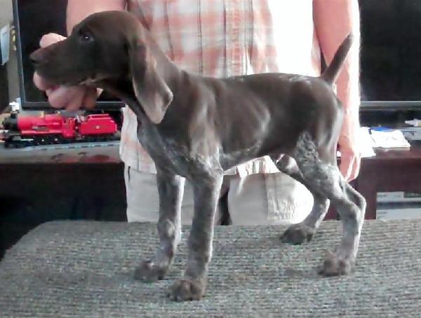 German Shorthaired Pointer