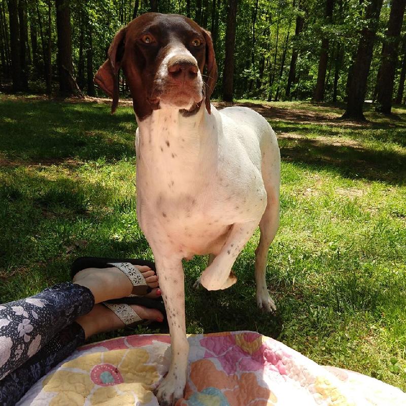 Christmas Gsp Pups In Georgia