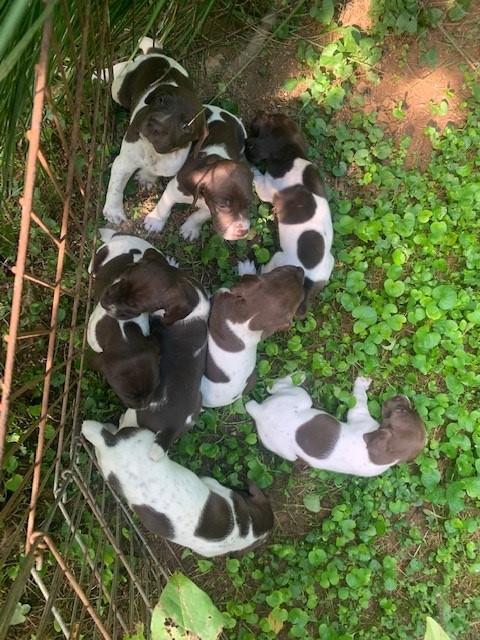 German Shorthaired Pointer
