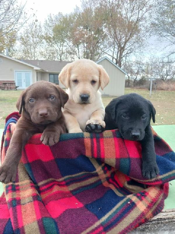 LABS FOR SALE