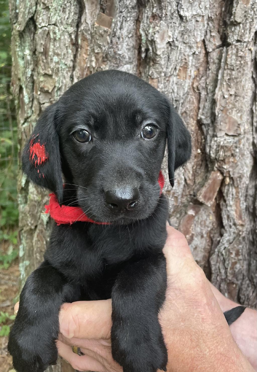 AKC BLACK LAB MALES.... INCREDIBLE PEDIGREE