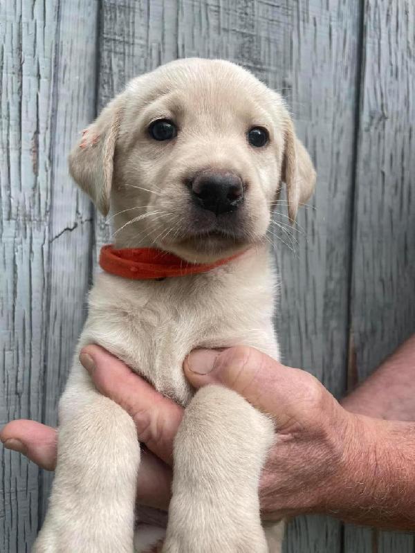 rose pup2.jpg