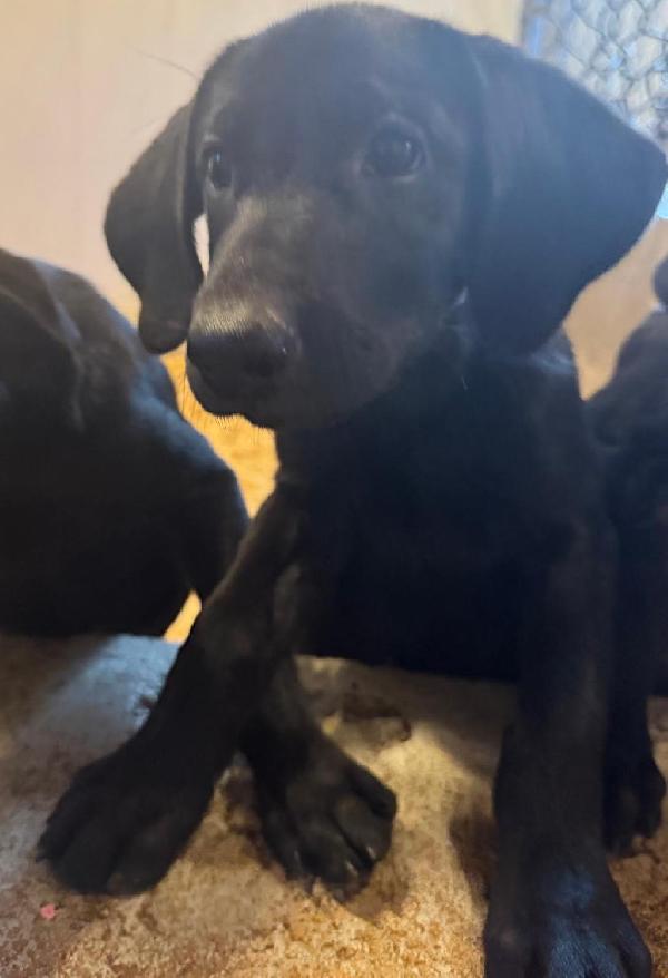Labrador Retriever