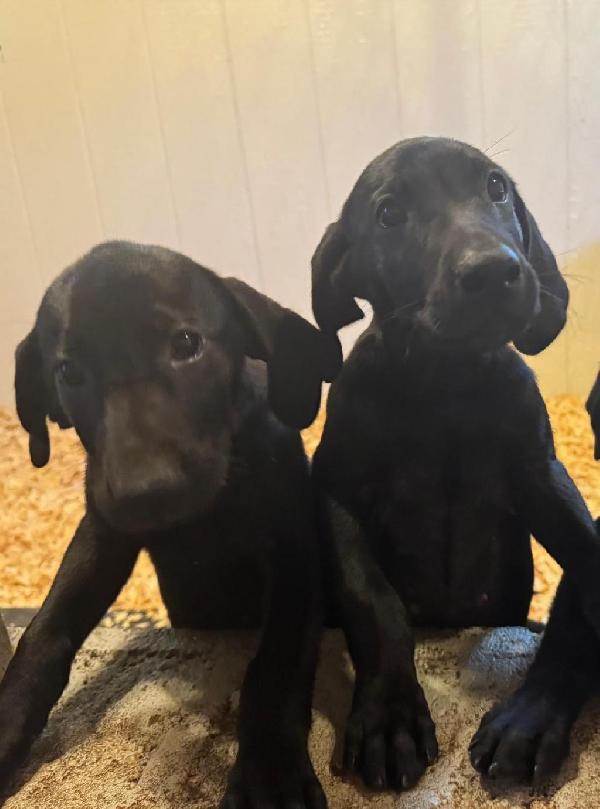 3pup.jpg