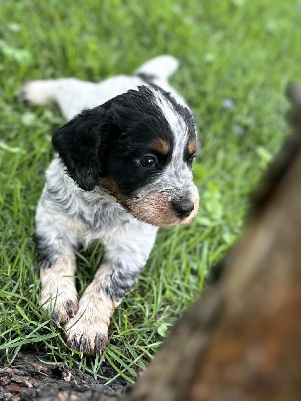 English Cocker Spaniel