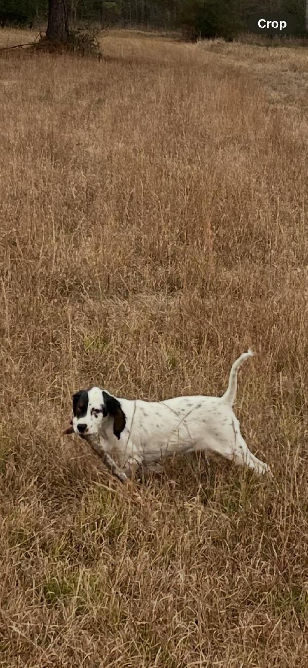 SETTER PUPPIES, (2) MALES ,WELL BRED, 3 MONTH English Setter