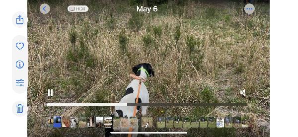 English Pointer