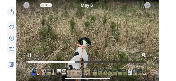 English Pointer