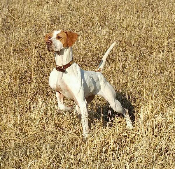 ELHEW POINTER PUPPIES FOR SALE