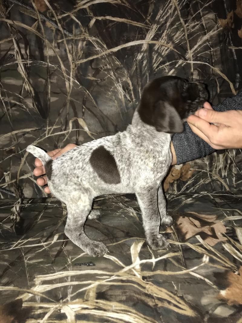 Liver Roan Gsp Puppies