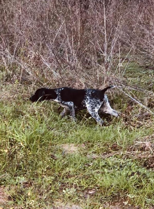 German Shorthaired Pointer Puppies For Sale