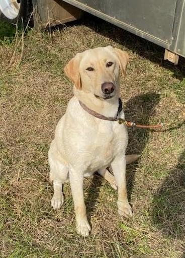 Labrador Retriever