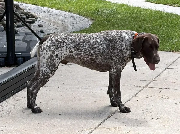 German Shorthaired Pointer