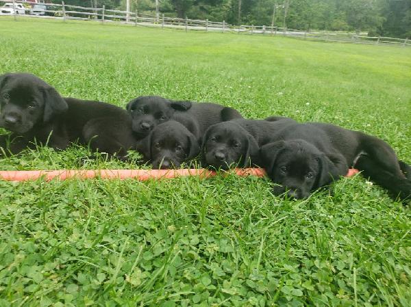 Labrador Retriever for sale