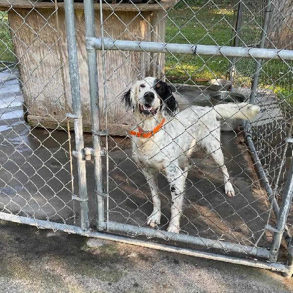 English Setter